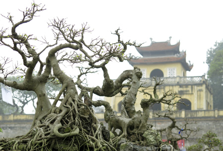 Các[-]cây[-]cảnh[-]khoe[-]dáng[-]trước[-]Đoan[-]Môn[-]sáng[-]nay.